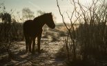 The Law of the Horse – Privacy, Copyright & Internet Law